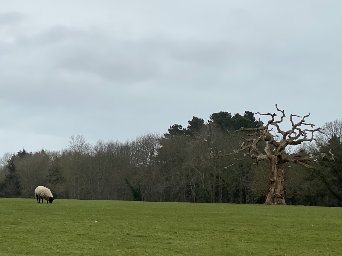 Christmas at the Castle Light Walk (Powderham) — photo 2
