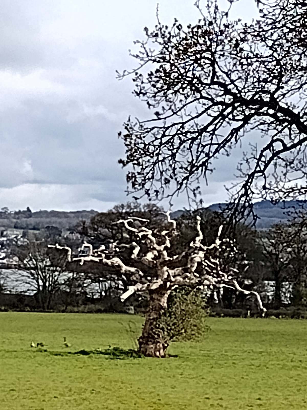 Christmas at the Castle Light Walk (Powderham) — photo 4