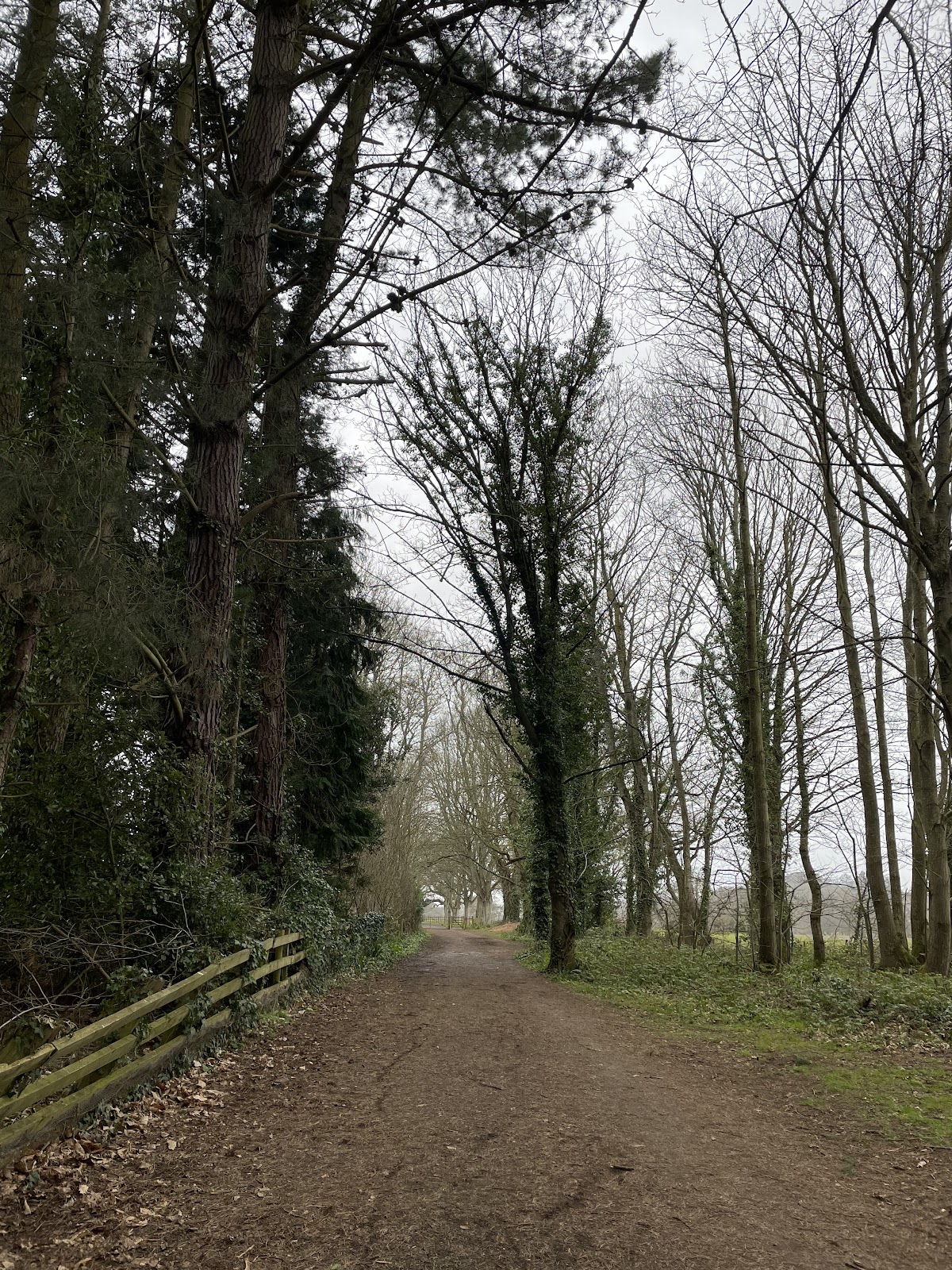 Christmas at the Castle Light Walk (Powderham) — photo 5