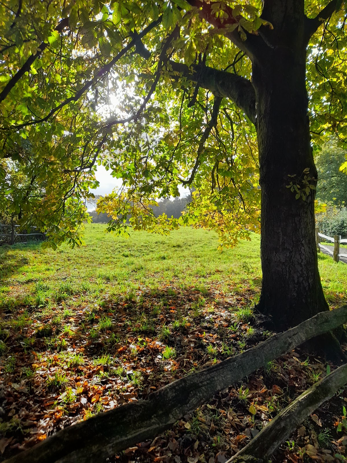 Enchanted Winter Walk at Quarry Bank — photo 5