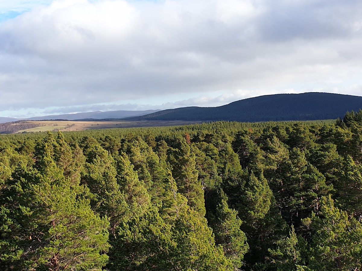 Ancient Forest Twi-LIGHTS (Landmark) — photo 2