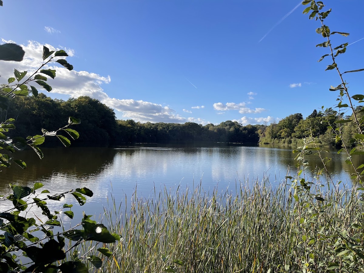Windsor Great Park Illuminated — photo 3