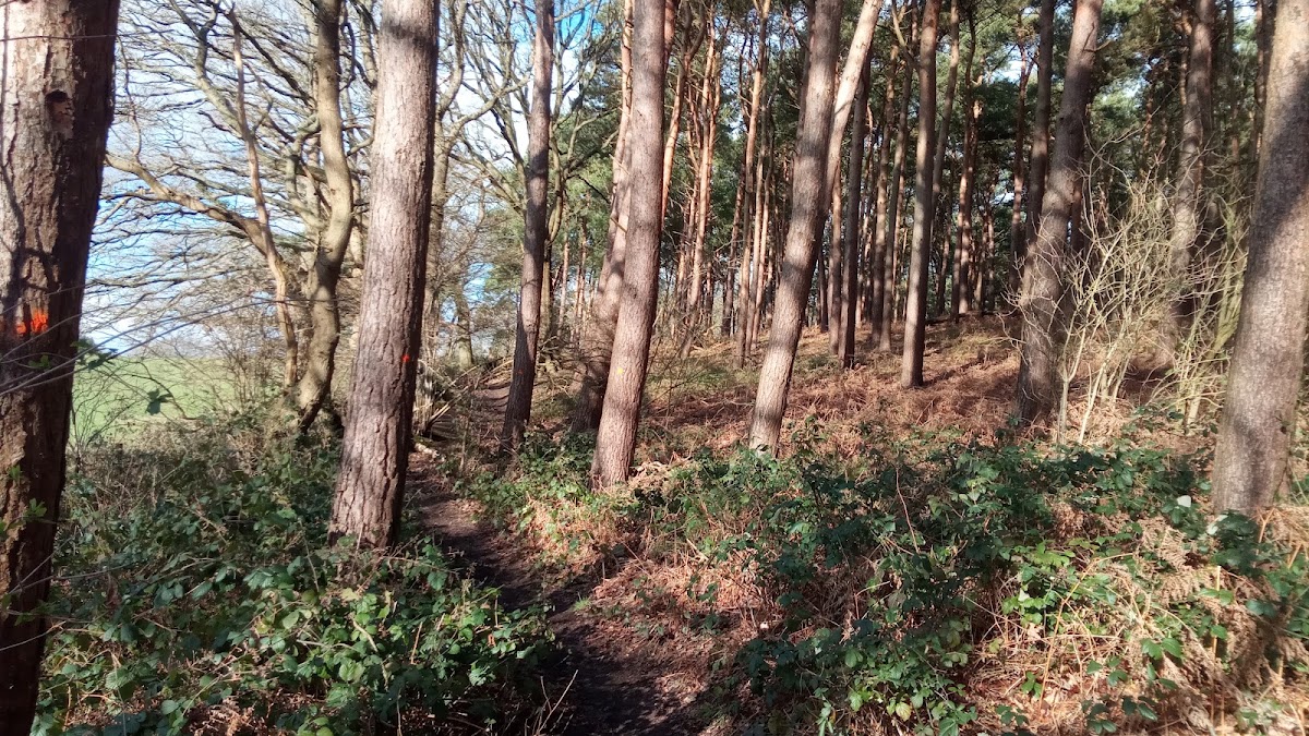 Albury Heath