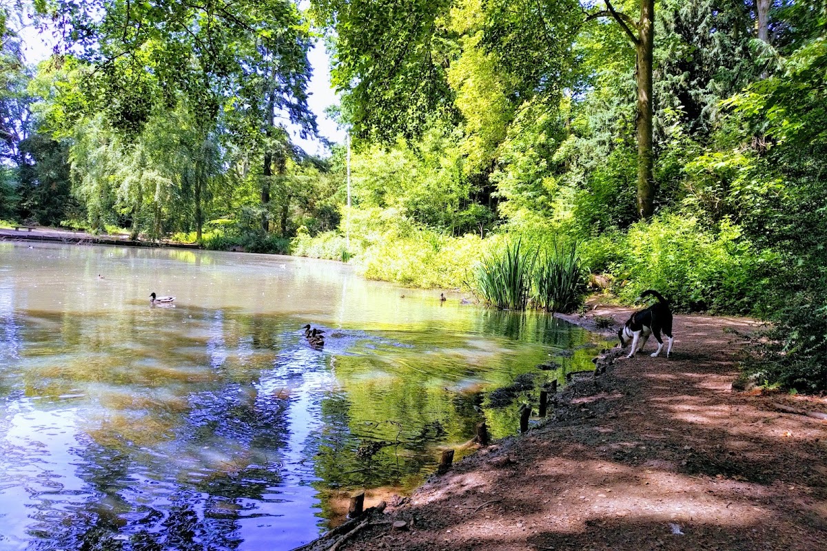 Apley Woods