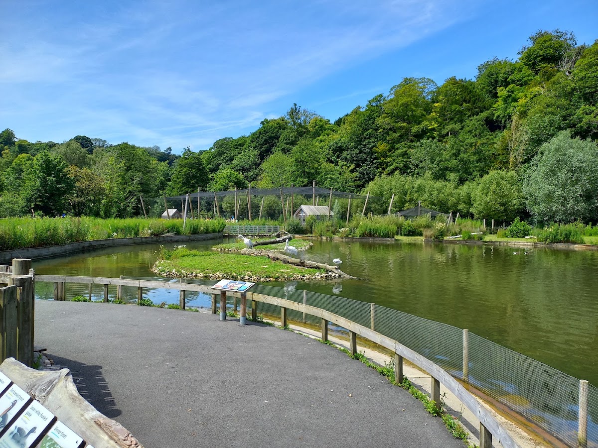 Arundel Wetland Centre (WWT)