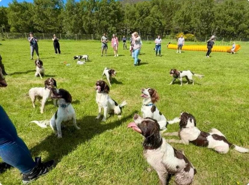 Aviemore Dog Park