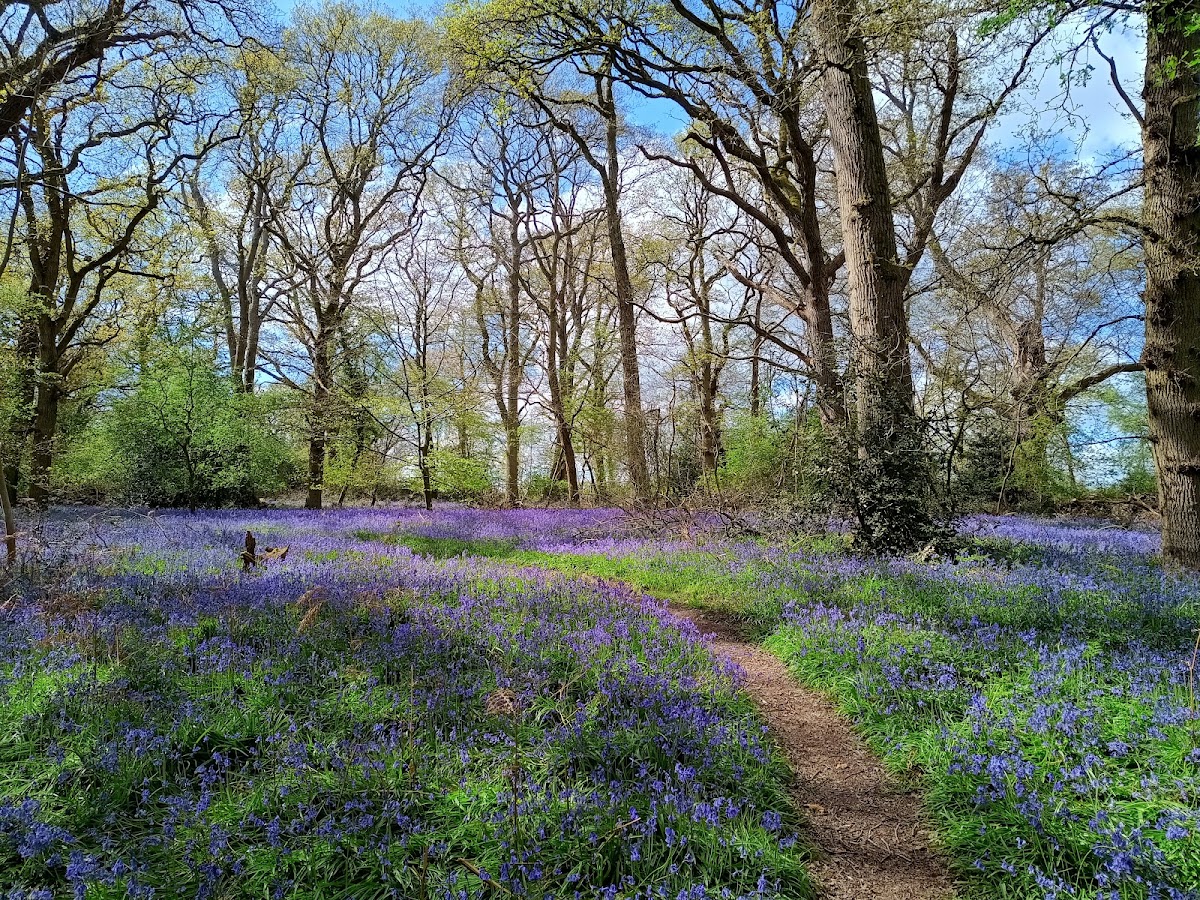 Bagley Wood
