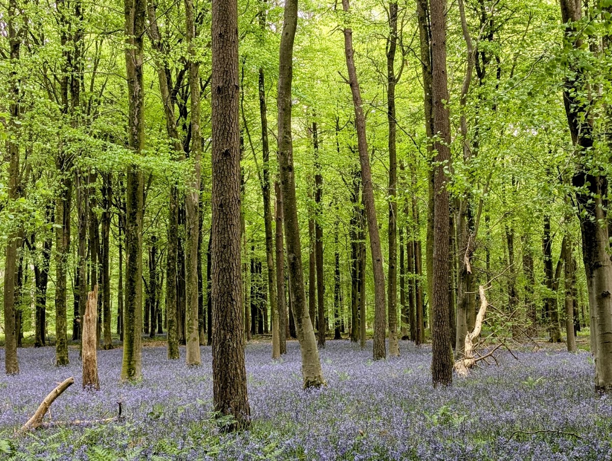 Bentley Wood