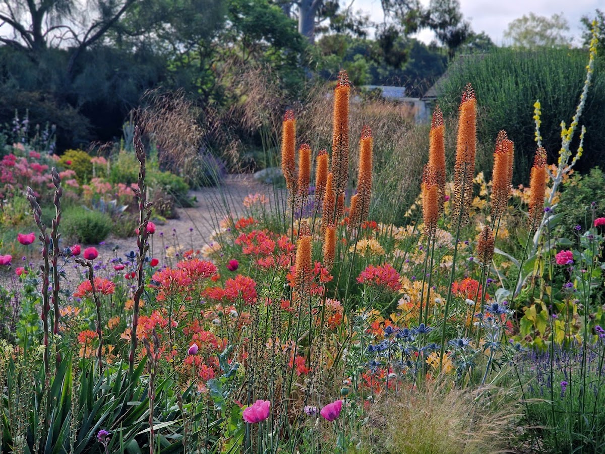 Beth Chatto's Plants and Gardens