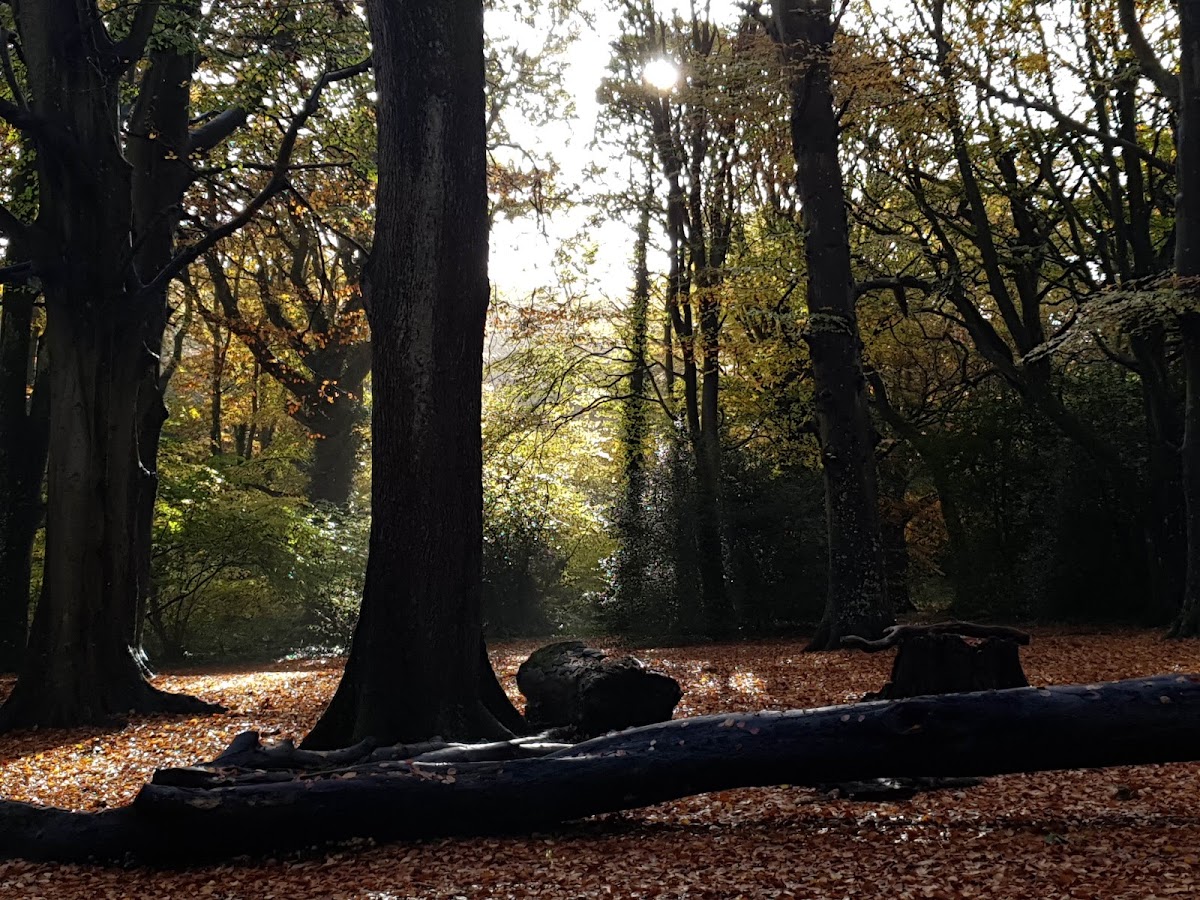 Borthwood Copse