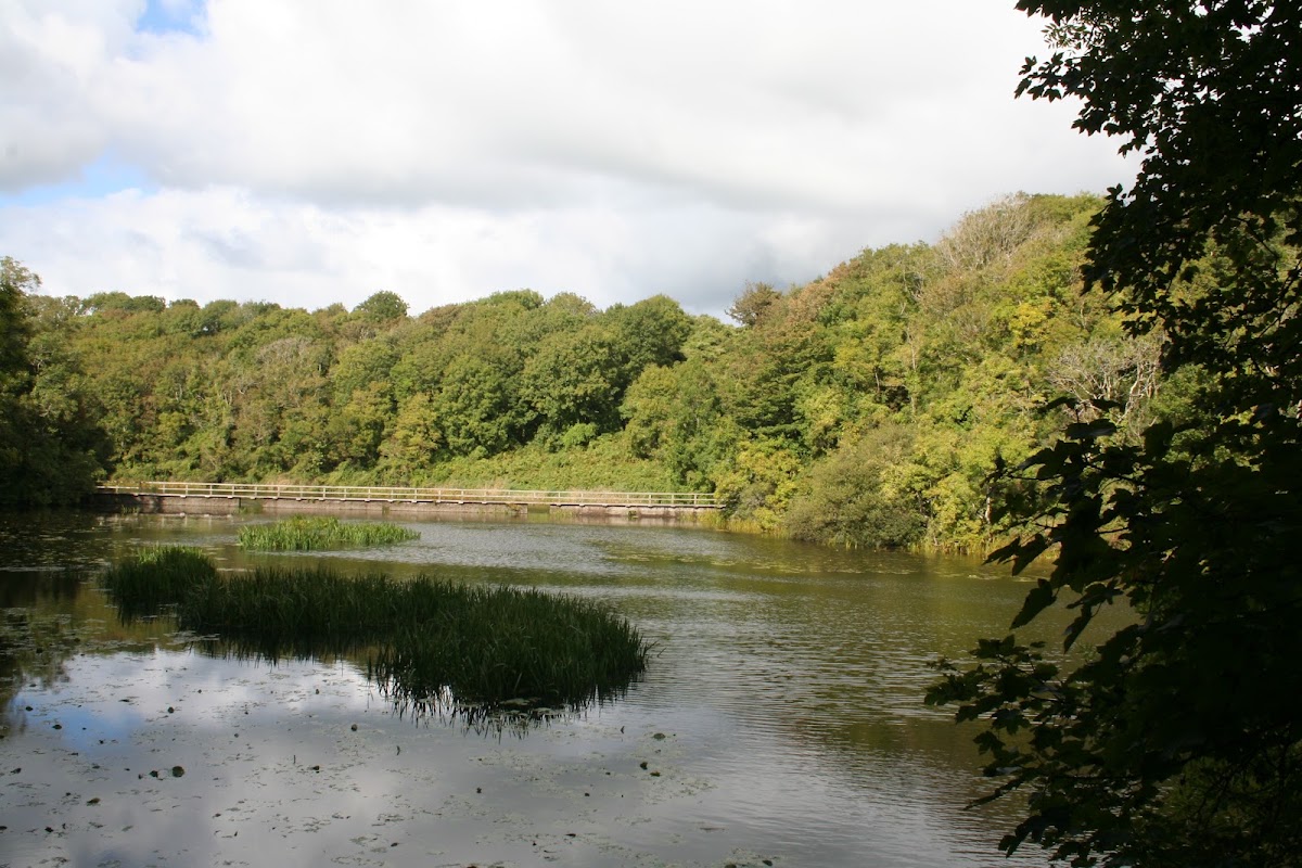 Bosherston Lily Ponds