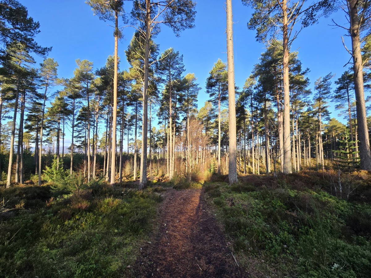Camore Wood