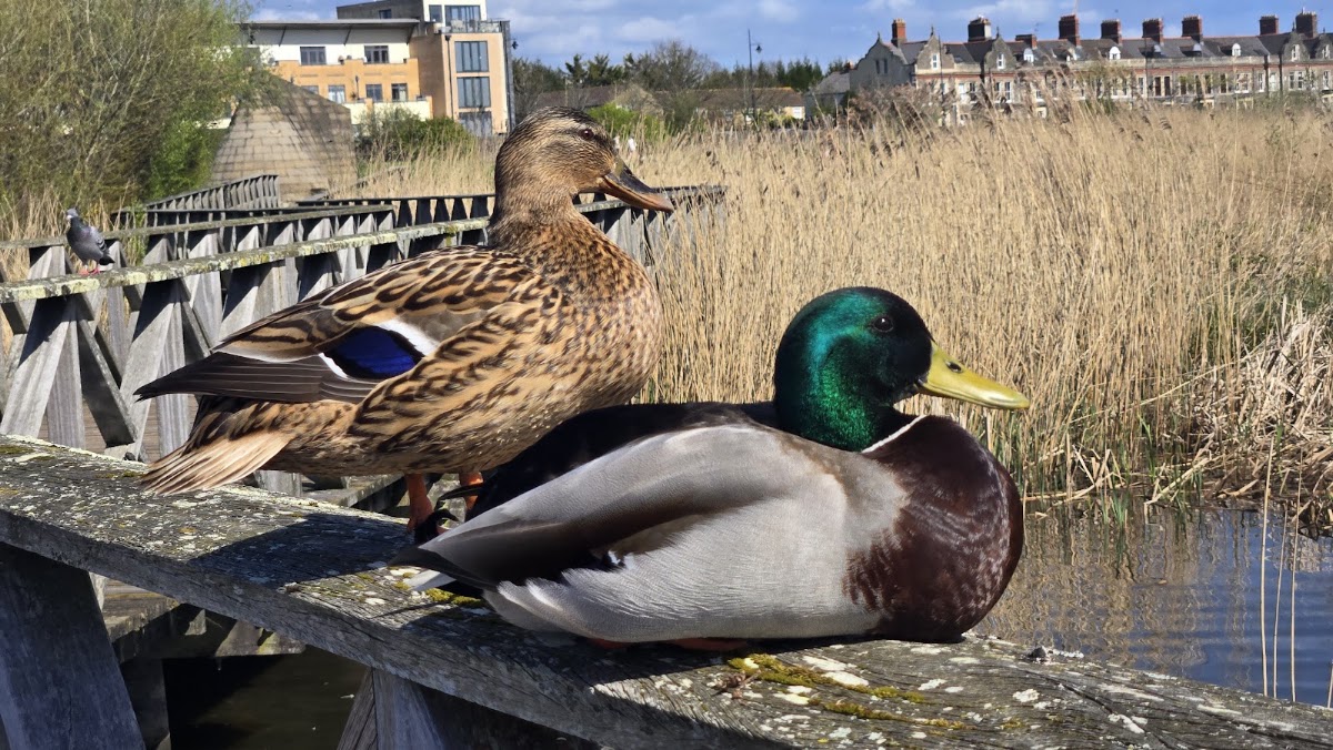 Cardiff Bay Wetlands Reserve