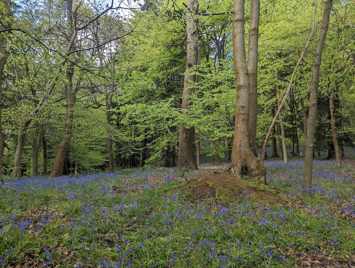 Chantry Wood