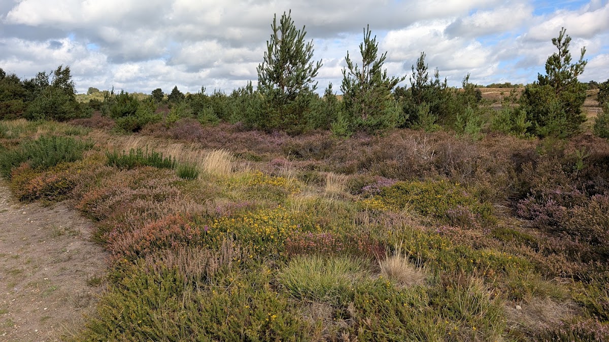 Chobham Common