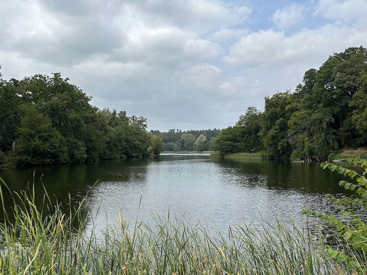 Comer Woods (Dudmaston Estate)