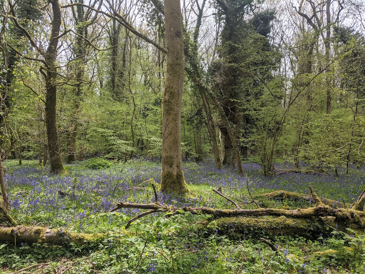 Crab Wood
