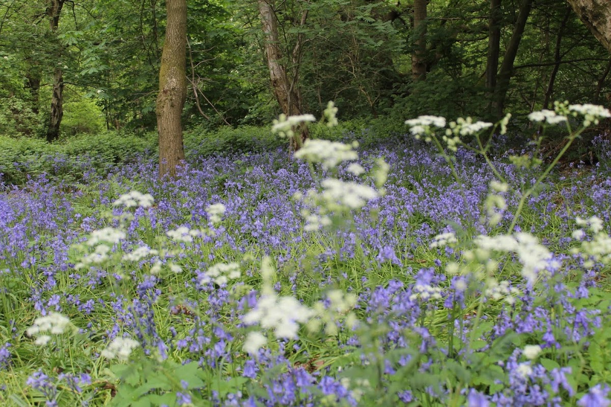 Crackley Wood Nature Reserve