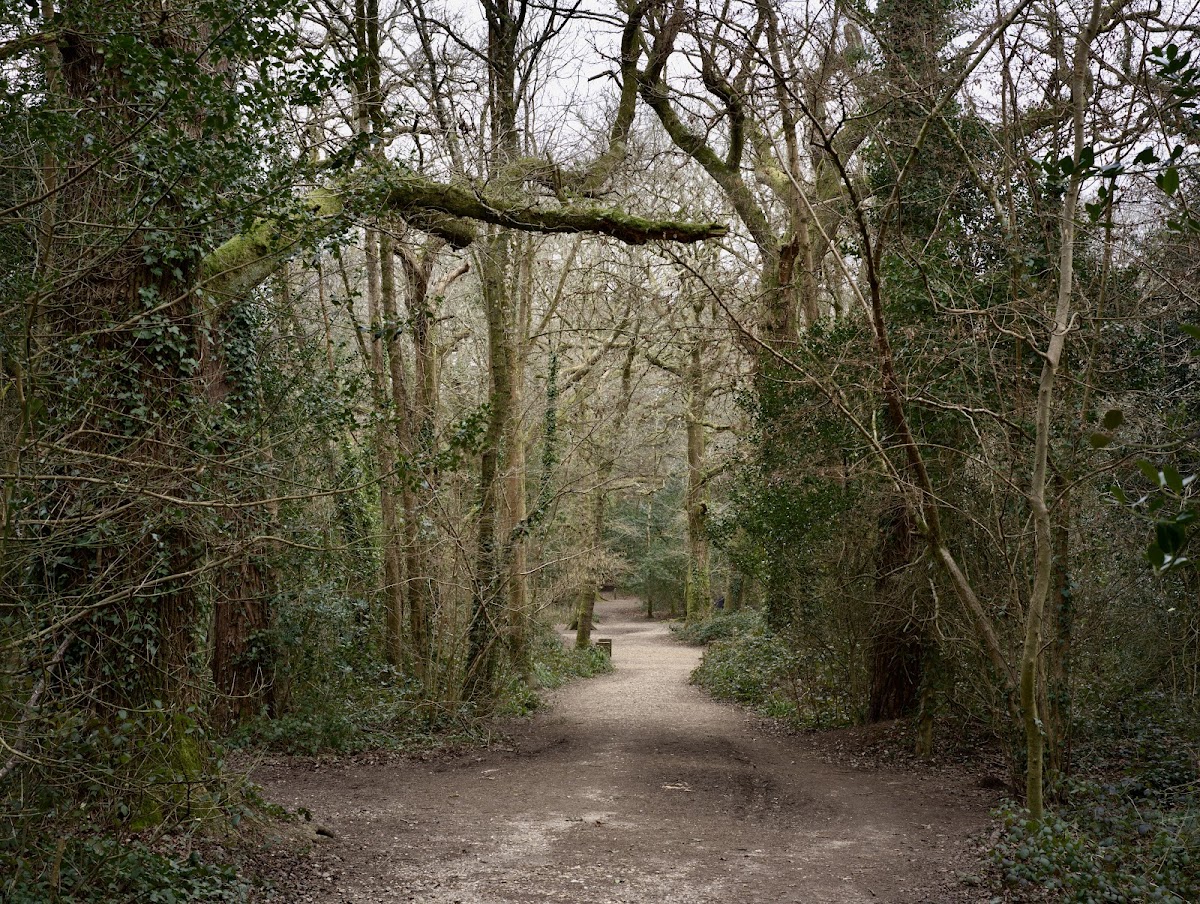 Delph Woods
