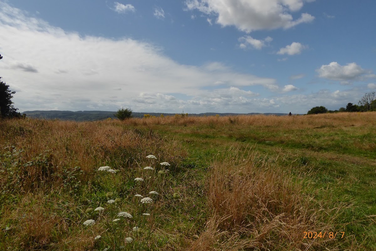 Denbies Hillside
