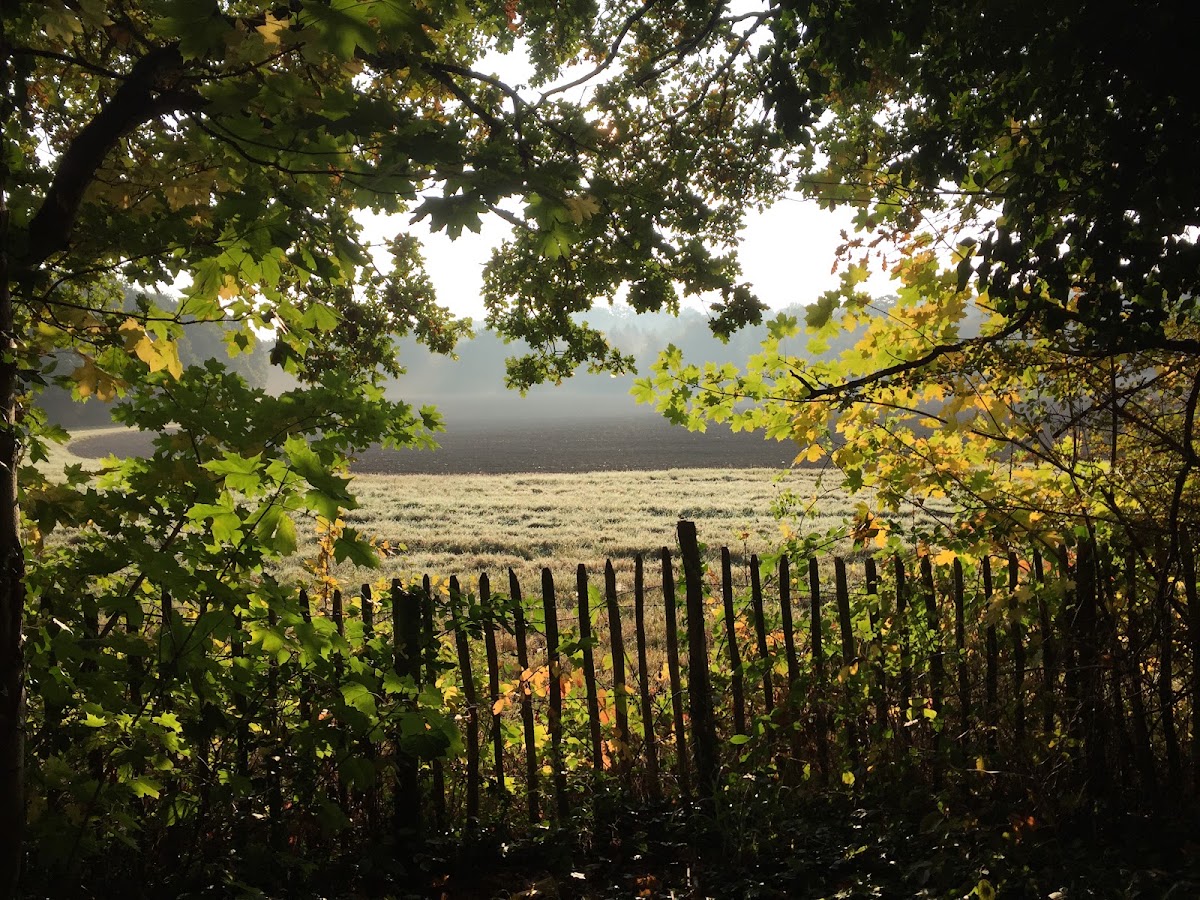 Dene Park