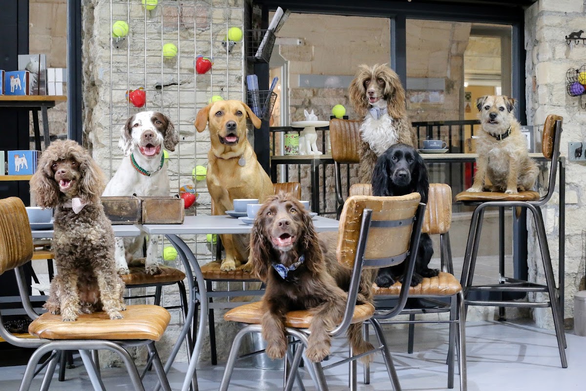 DOGHOUSE Clifton