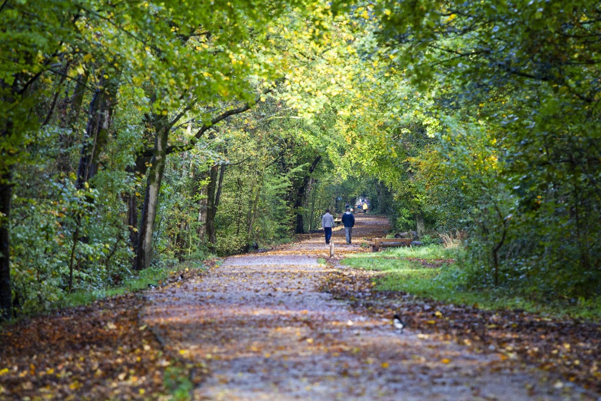 Duke's Drive woodland walk
