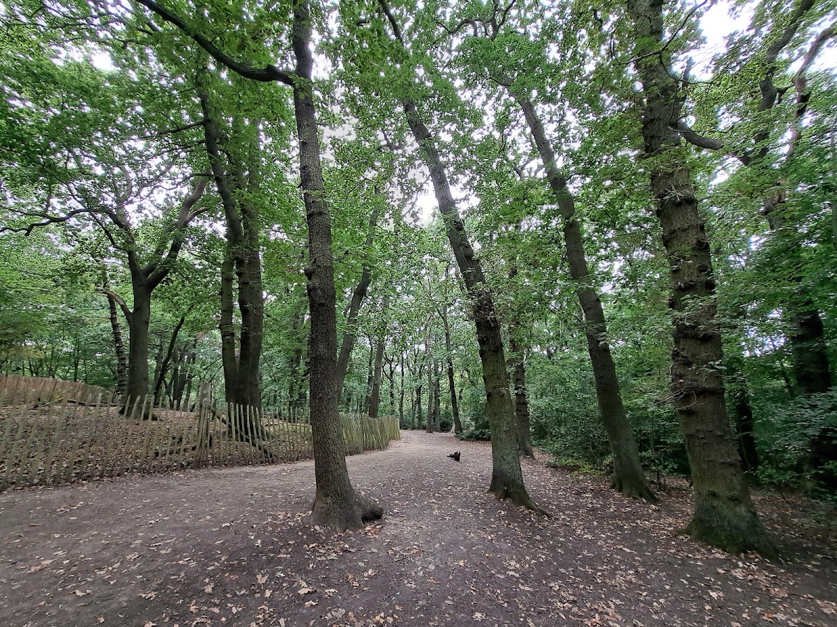 Dulwich Wood
