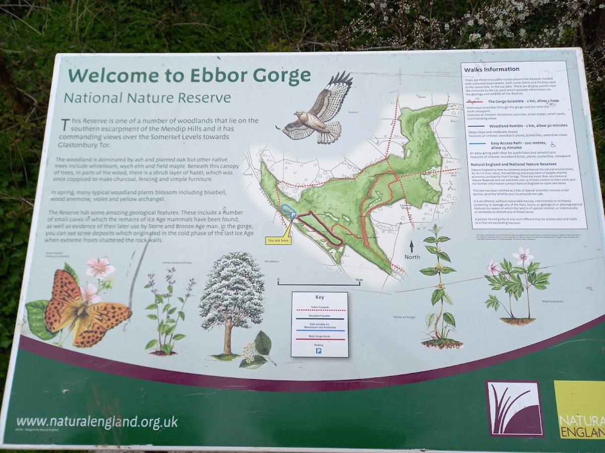 Ebbor Gorge Nature Reserve