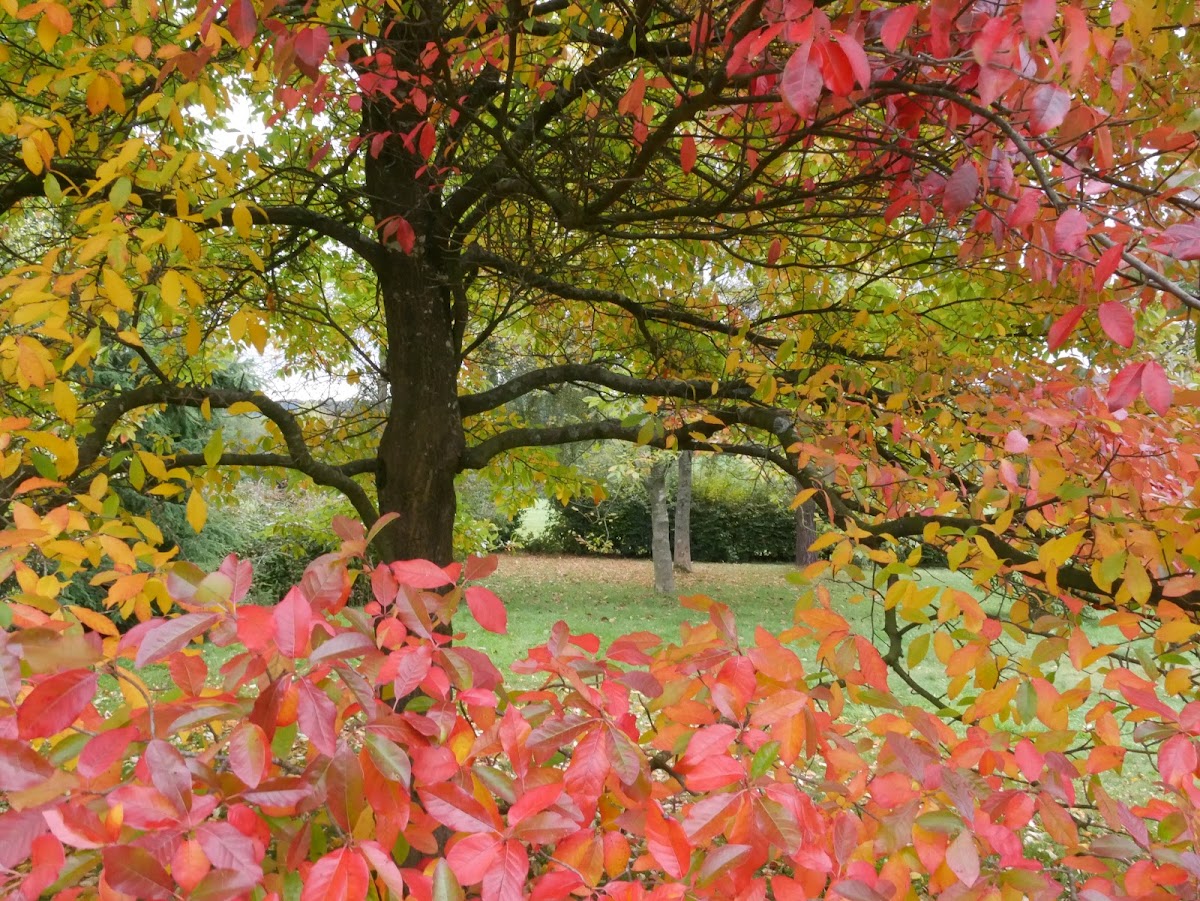 Emmetts Garden