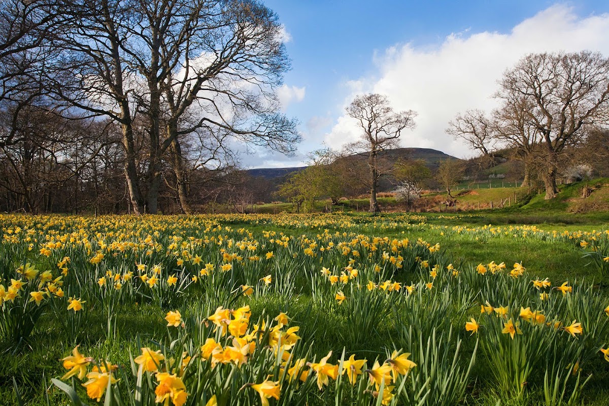 Farndale Daffodil Walk