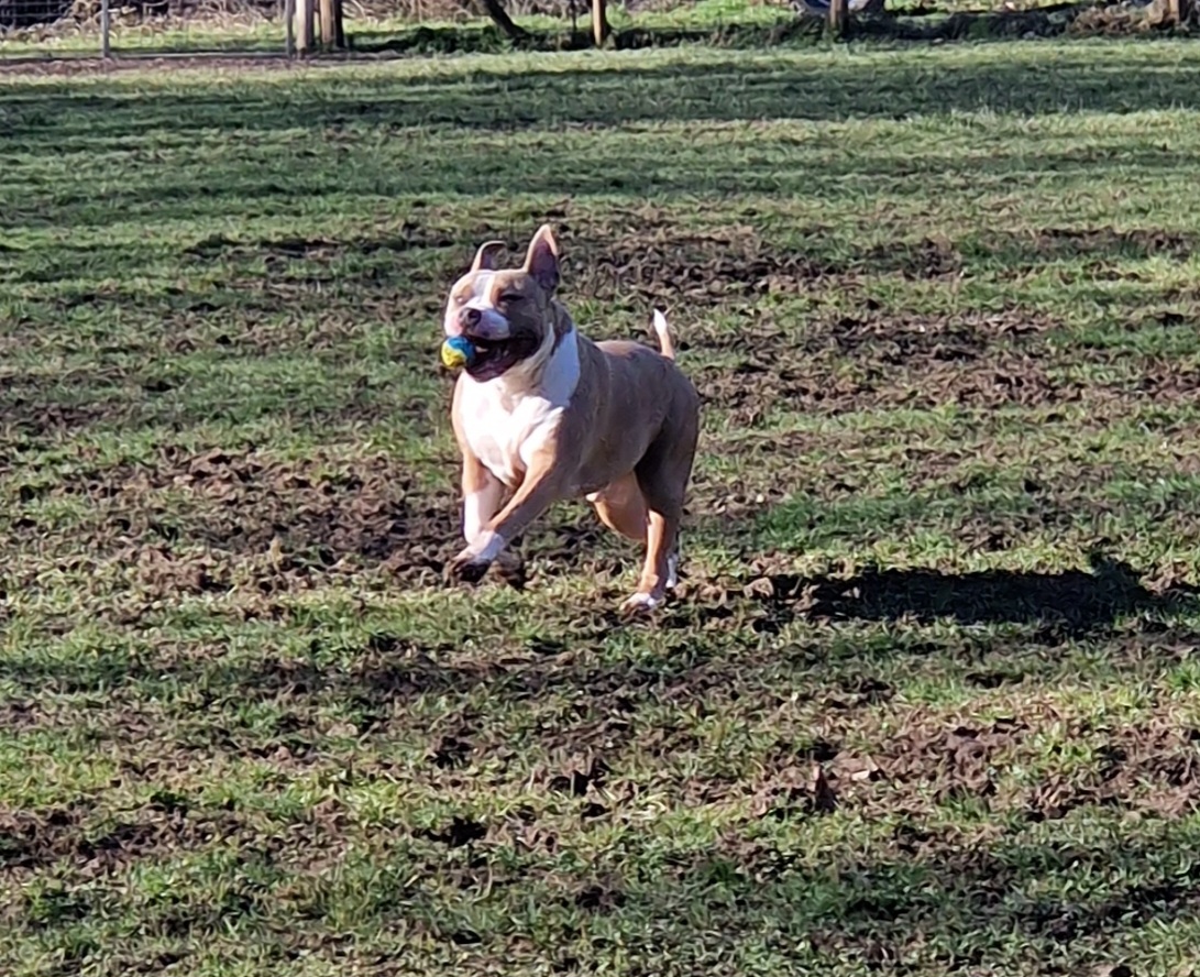 Fido's Secure Dog Field