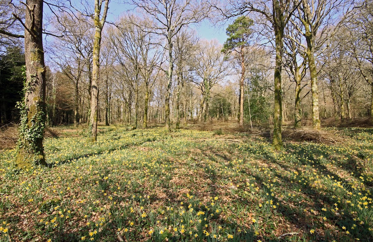 Firestone Copse