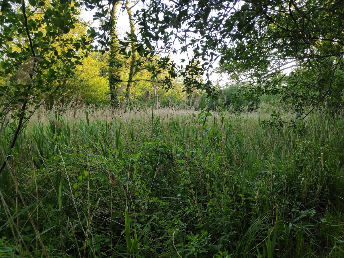 Fordham Wood Nature Reserve