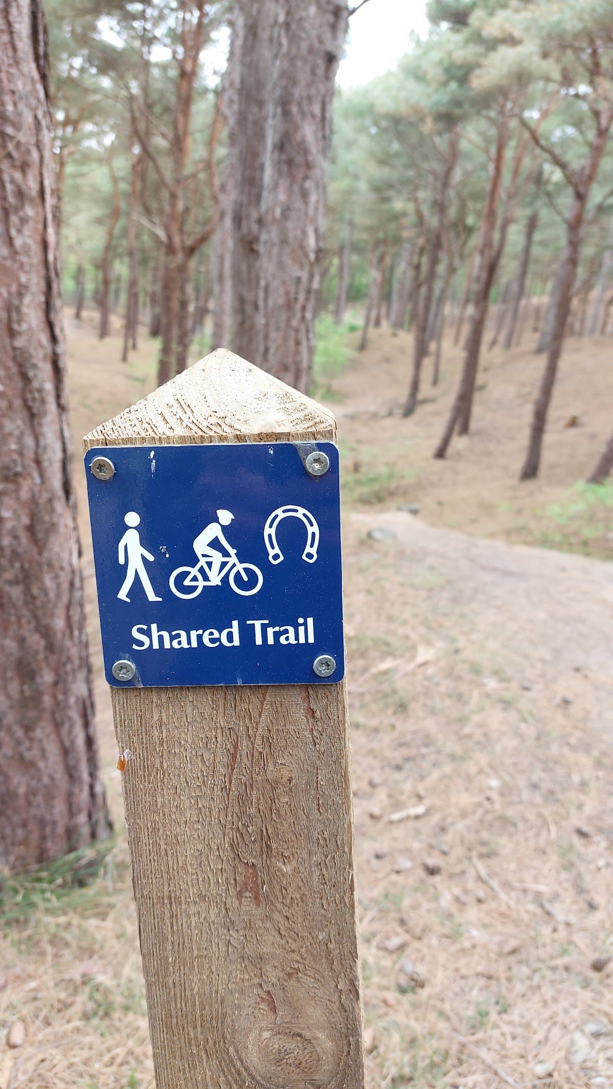 Formby Pinewoods