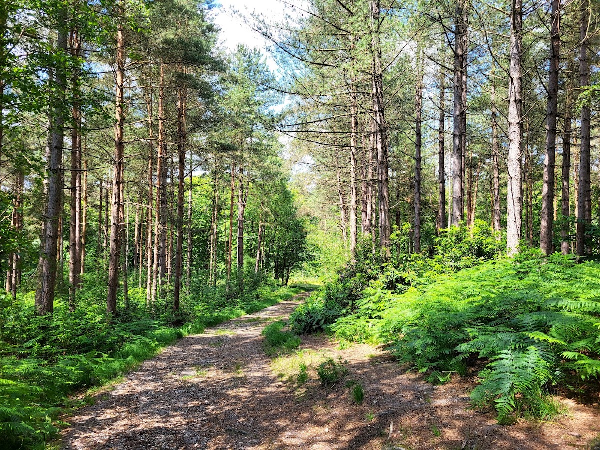 Frith Hill