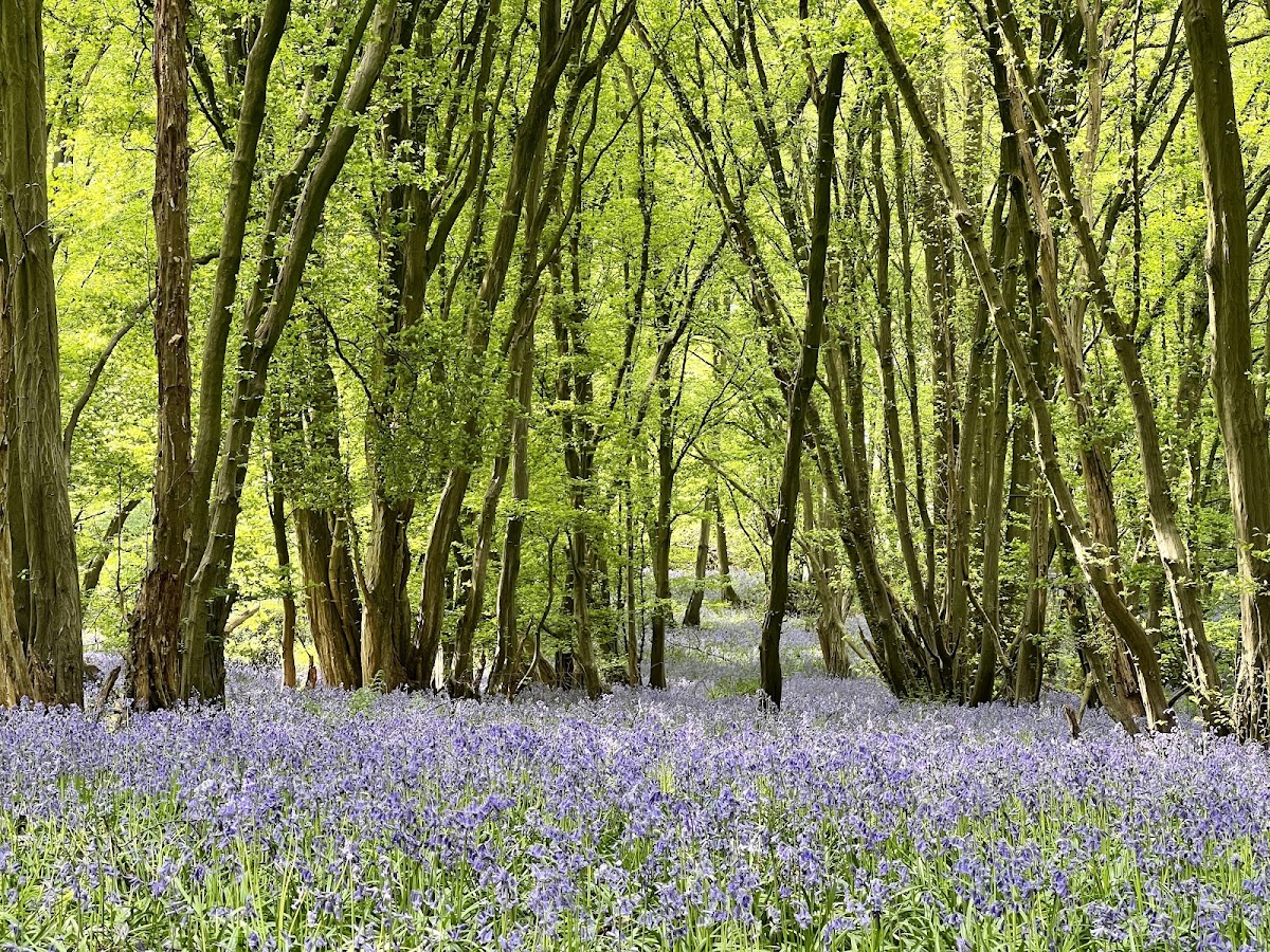 Heartwood Forest