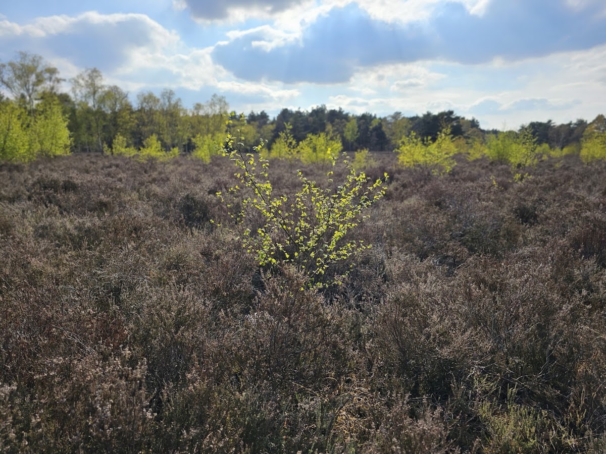 Horsell Common