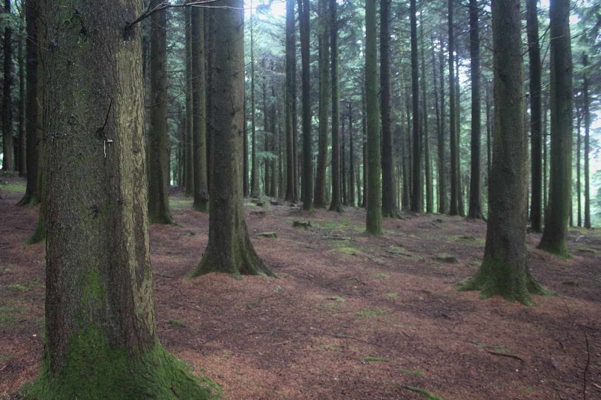 Idless Woods