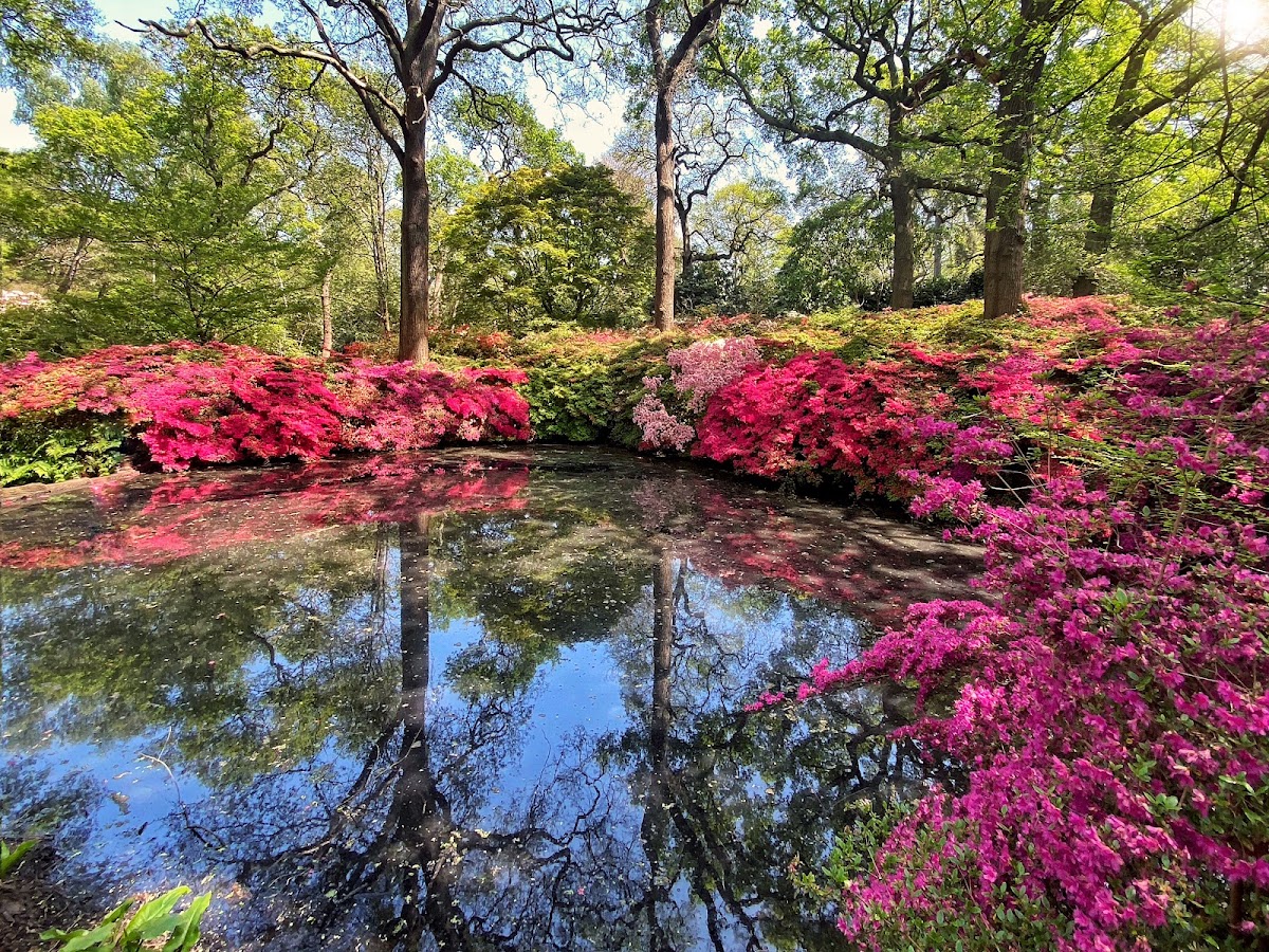 Isabella Plantation
