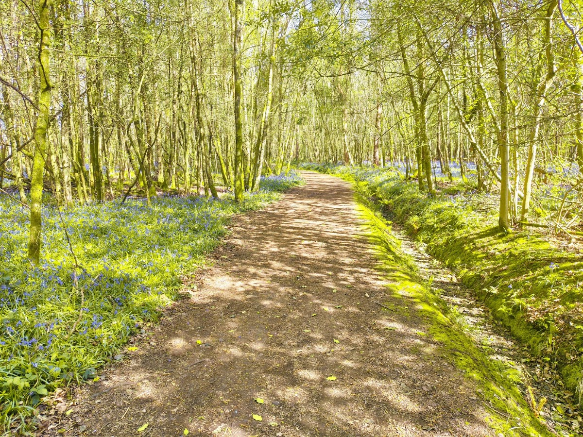 Leechpool and Owlbeech Woods