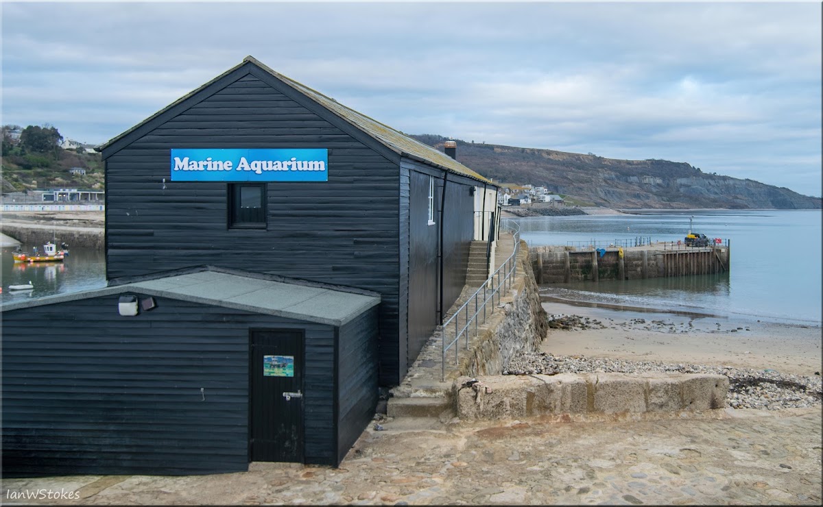 Lyme Regis Marine Aquarium