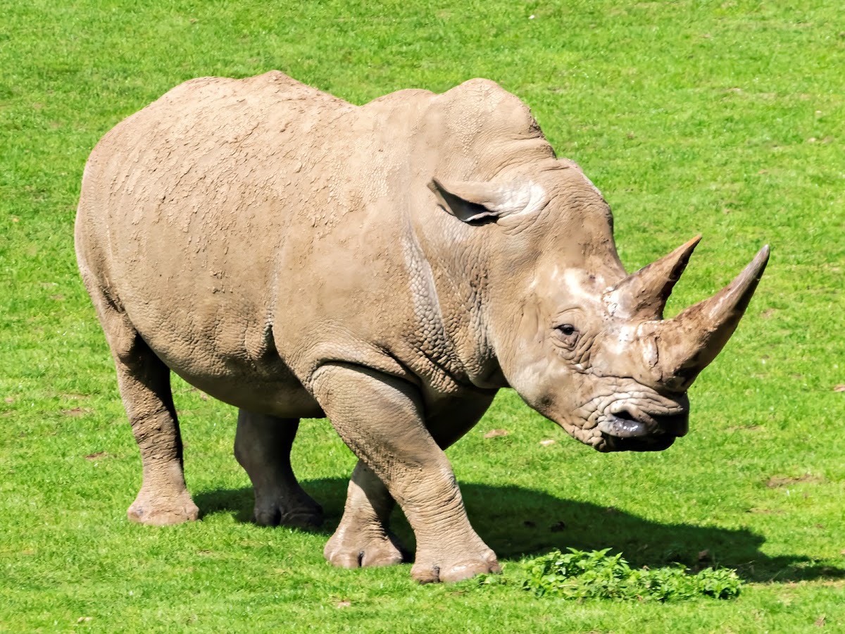 Marwell Zoo