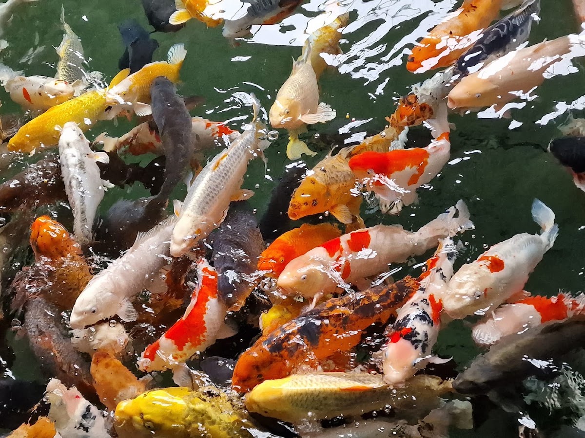 Matlock Bath Aquarium & Exhibitions