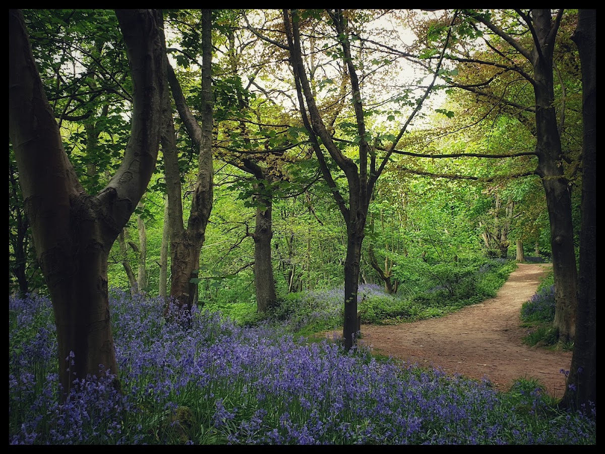 Middleton Woods