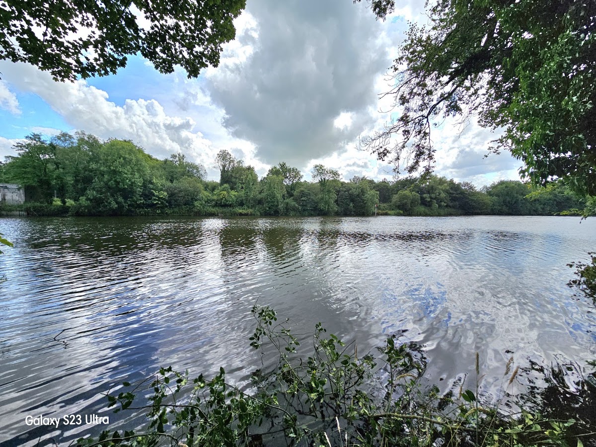 Mountsandel Wood