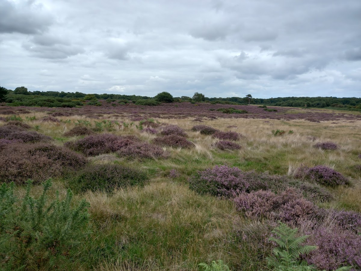North Warren RSPB Reserve