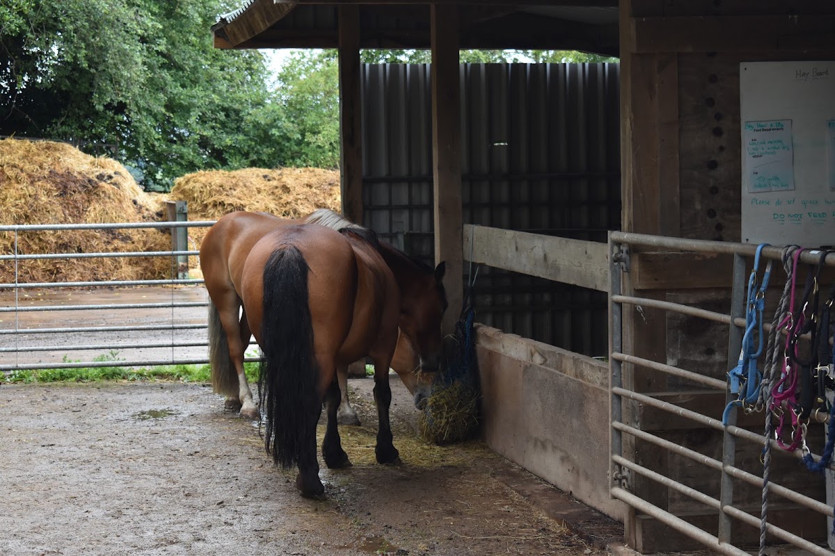 Oak Tree Animals' Charity Tearoom