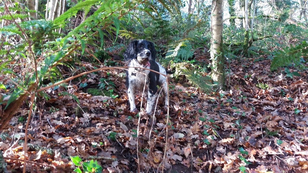 Occombe Valley Woods
