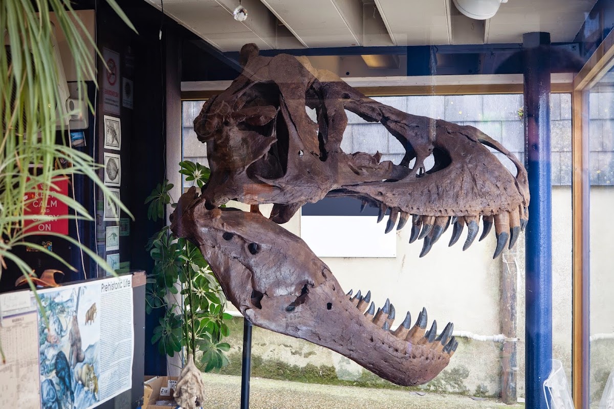 Old Forge Fossil Shop